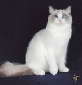 Mireya