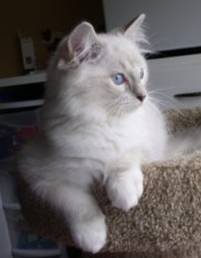 Sebastian
